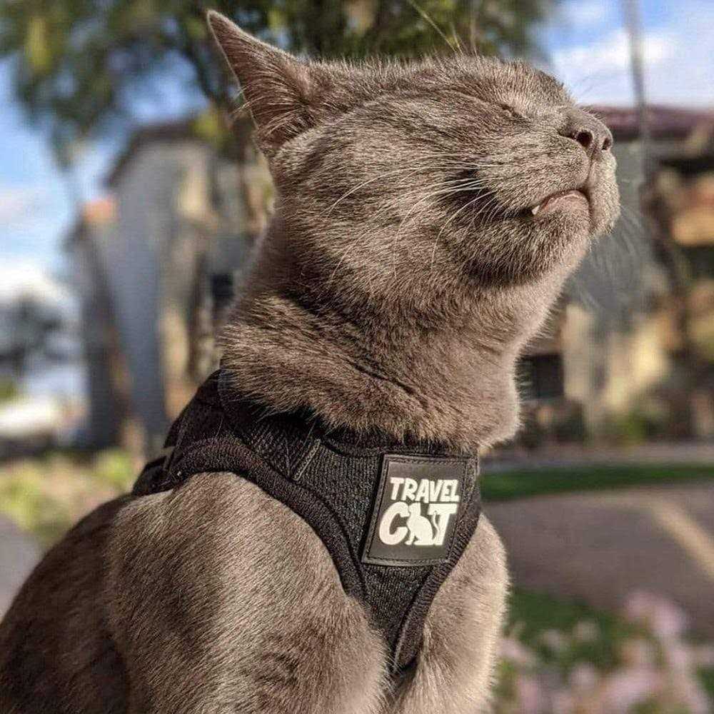Reflective Cat & Kitten Harness and Leash F8816