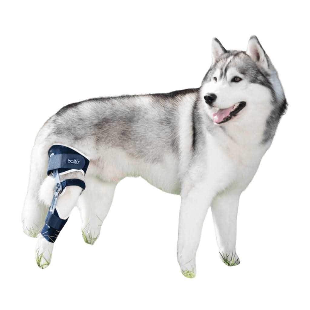 Adjustable Hinged Dog Knee Brace K16040