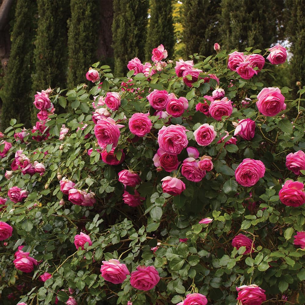 Climbing Rose K6208