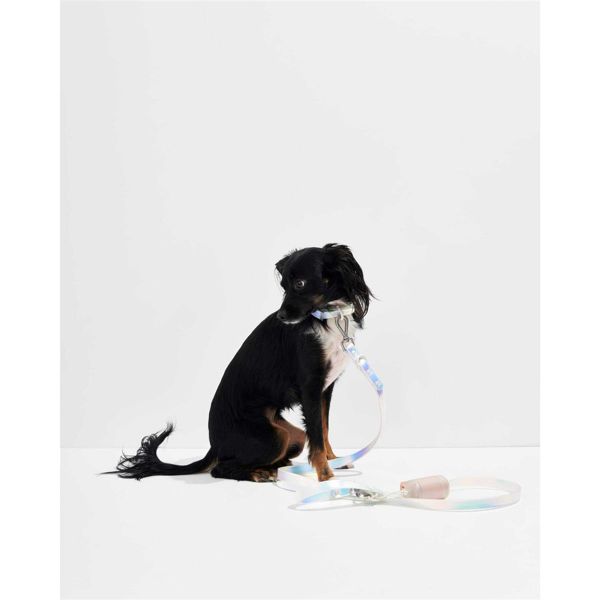 Dog Leash A5635