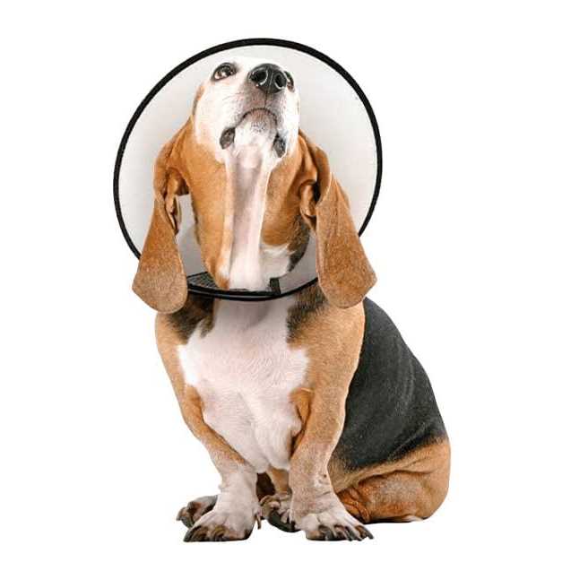 Protective Cone Collar N360039