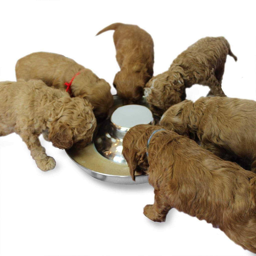 Stainless Steel Puppy Feeding Food and Water Bowls G431637