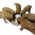 Stainless Steel Puppy Feeding Food and Water Bowls G431637