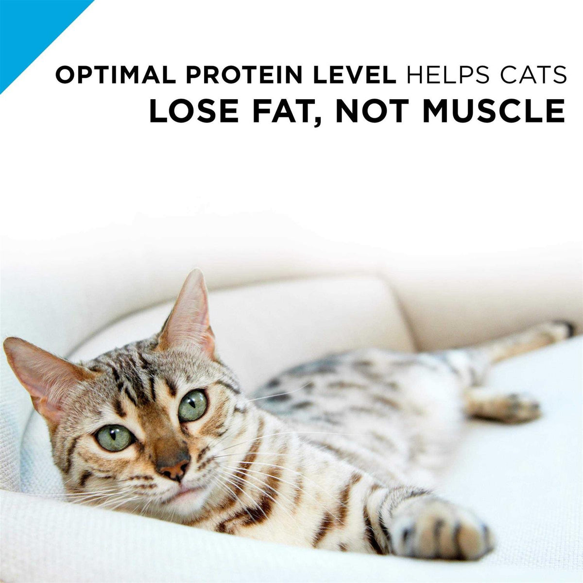 Weight Management Ground Turkey & Rice Canned Cat Food U662