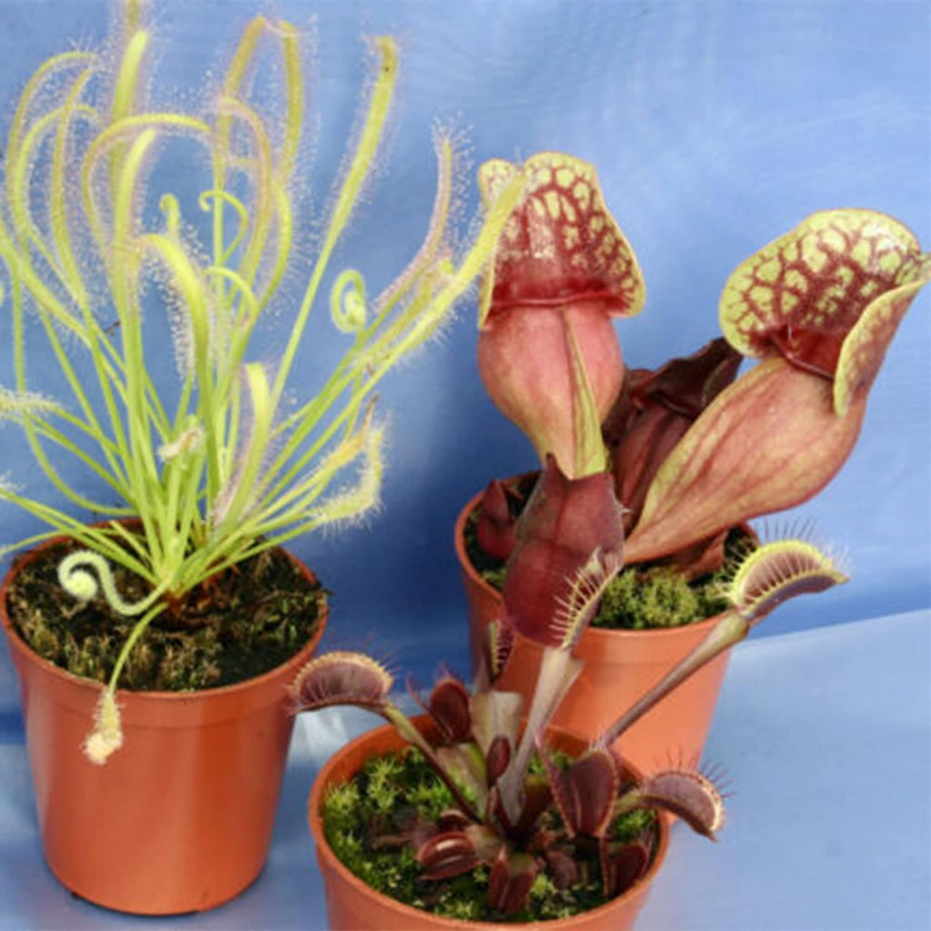 30 Purple Northern Pitcher Plant Seeds W86632