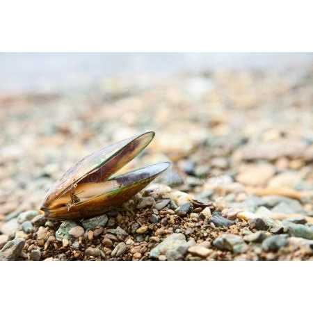 Green Lipped Mussel Omega 3 & 6 Y61188