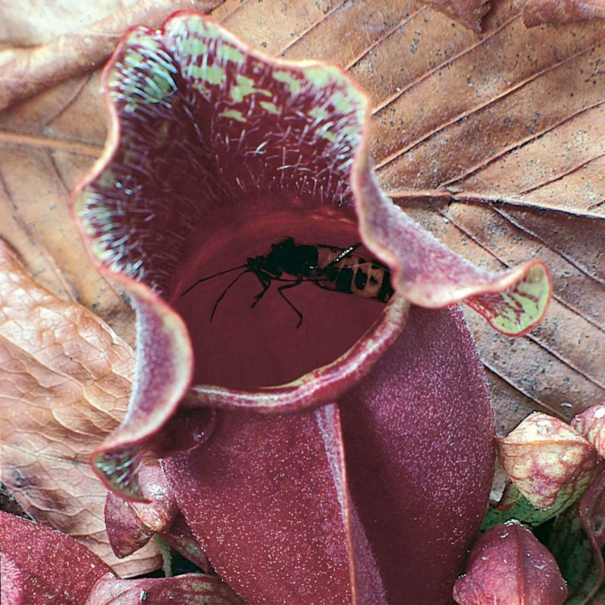 30 Purple Northern Pitcher Plant Seeds W86632