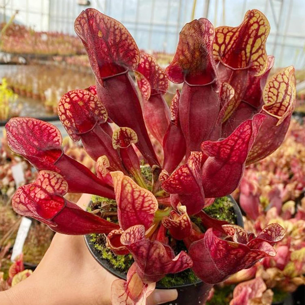 30 Purple Northern Pitcher Plant Seeds W86632