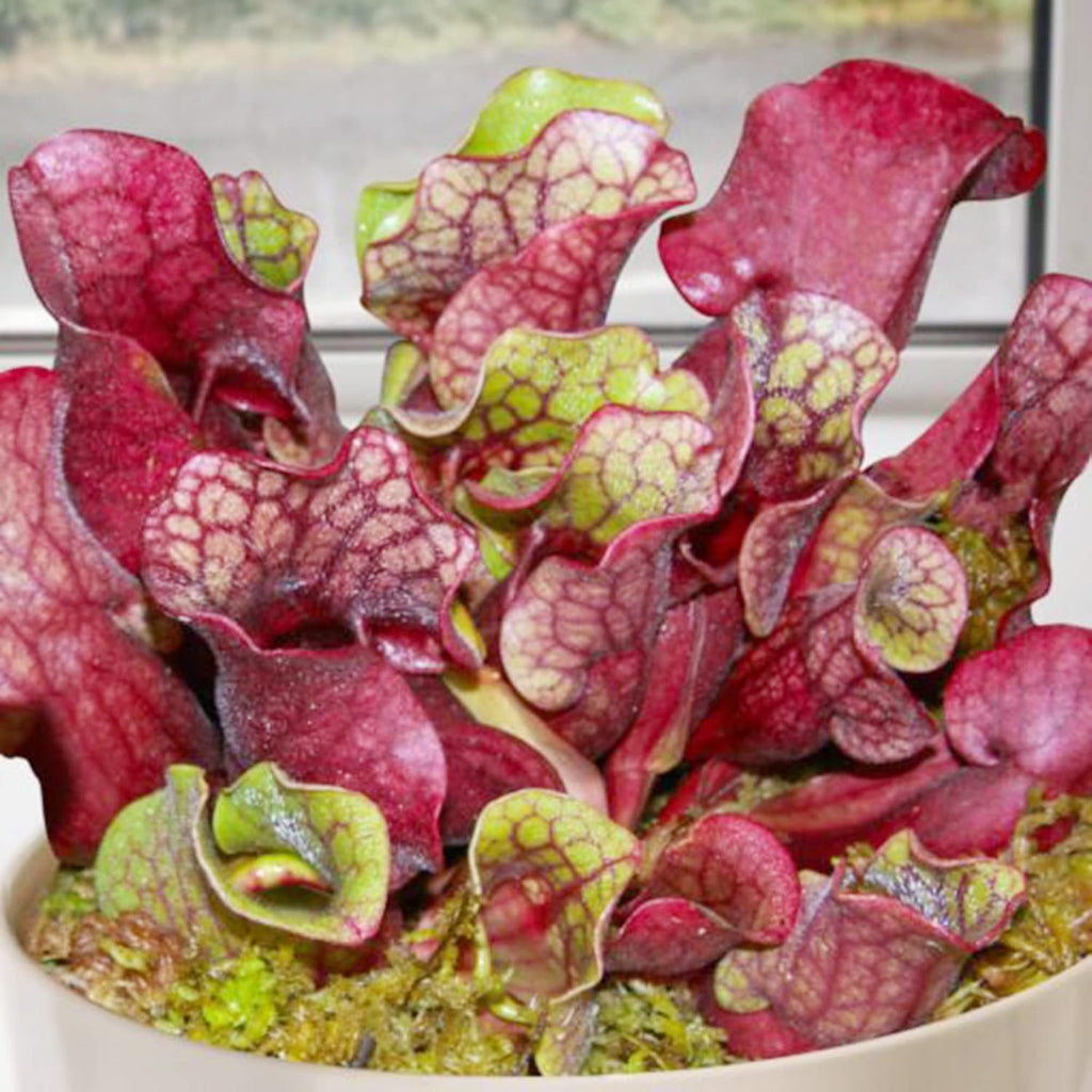 30 Purple Northern Pitcher Plant Seeds W86632