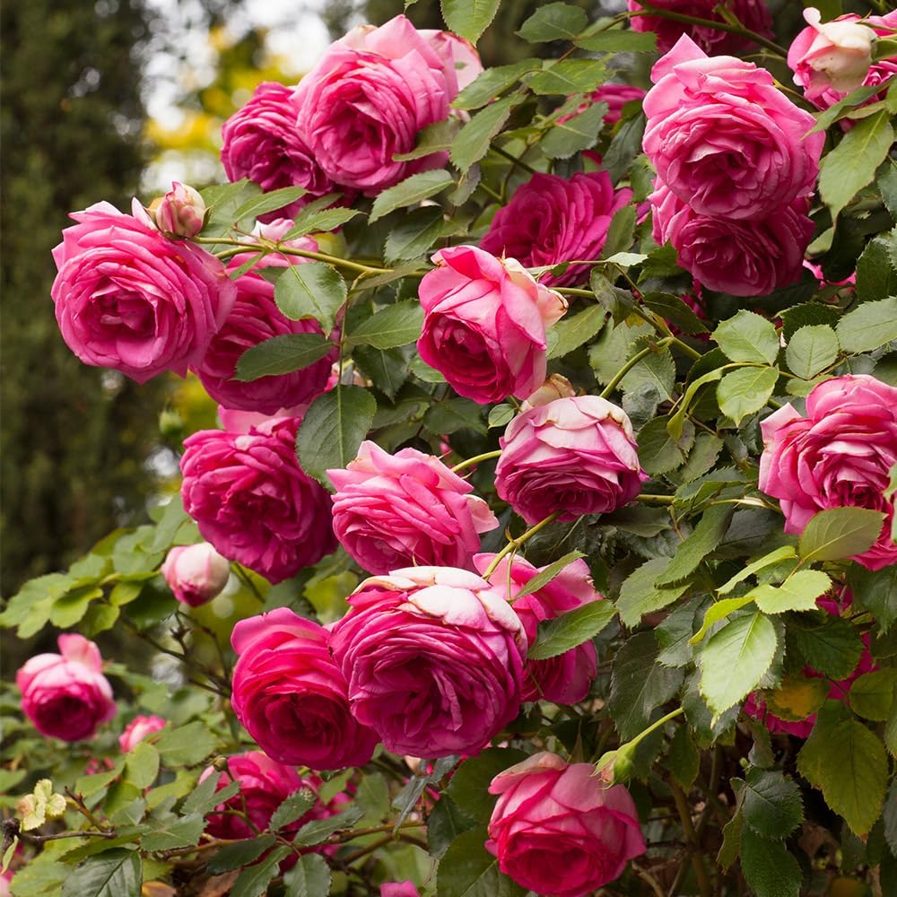 Climbing Rose K6208