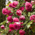 Climbing Rose K6208