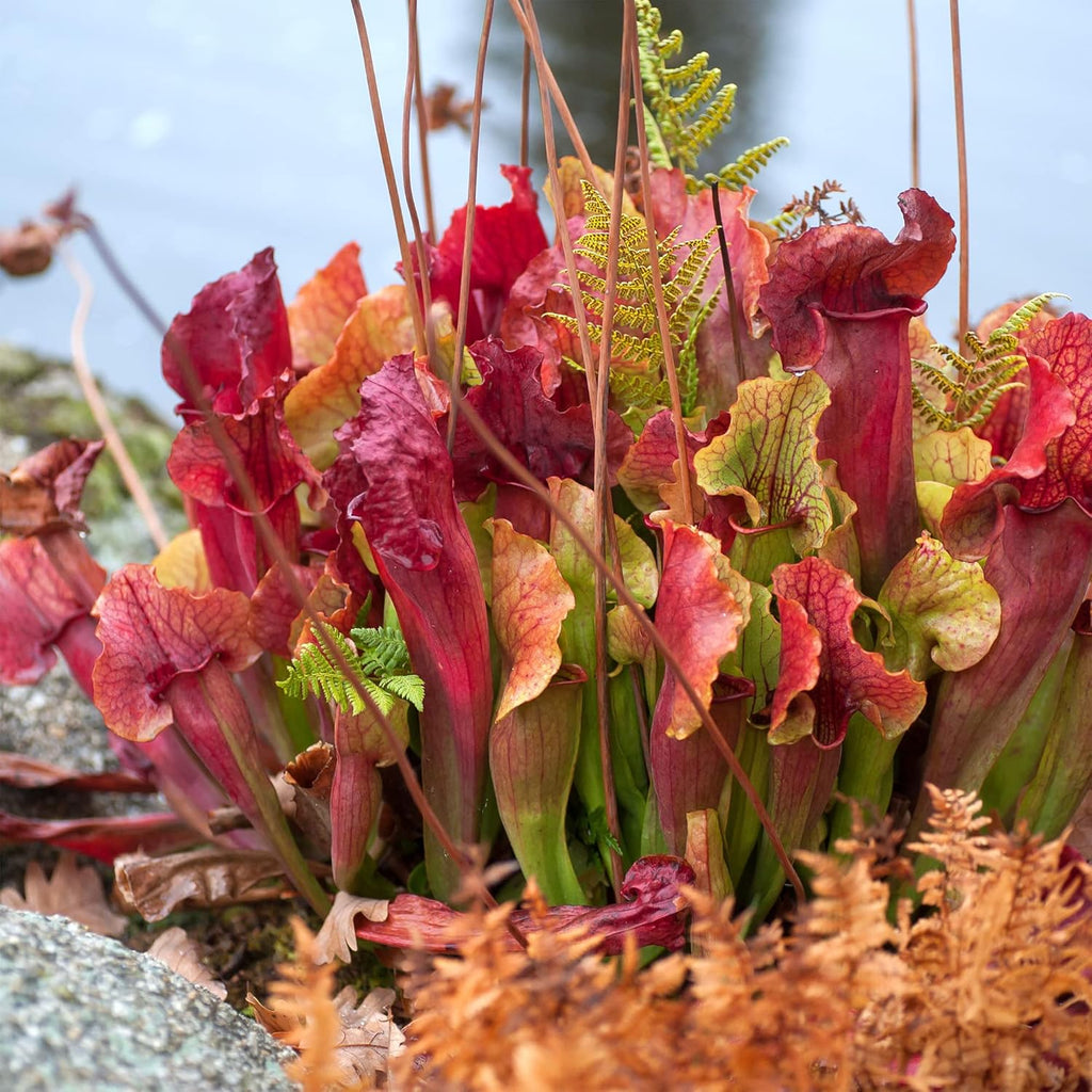 30 Purple Northern Pitcher Plant Seeds W86632