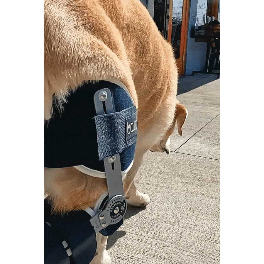 Adjustable Hinged Dog Knee Brace K16040